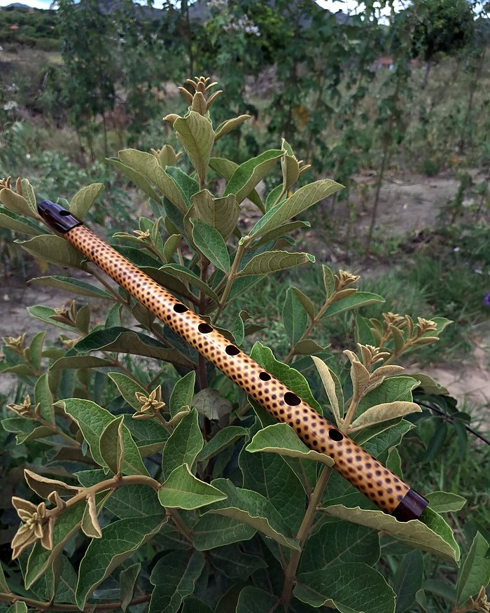 Flauta de bambu com gravação, entre folhagens, serra ao fundo.