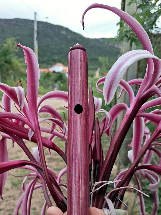 Pífano em roxinho, tom de Sol.